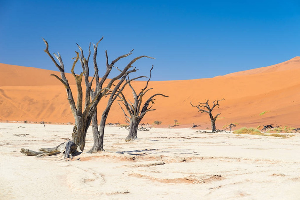 Мальовничі Sossusvlei і Deadvlei, глина і сіль сковороду з плетені акацій, в оточенні величних піщані дюни. Namib Naukluft Національний парк, повинні бачити і подорожувати призначення в Намібії. - Фото, зображення