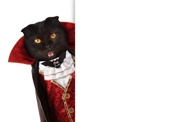 Британський кіт святкування Хеллоуїн і носити костюм вампір. Білий простір для тексту. - Фото, зображення