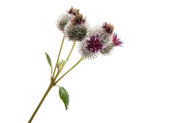 квітка лопуха ізольовані
  - Фото, зображення