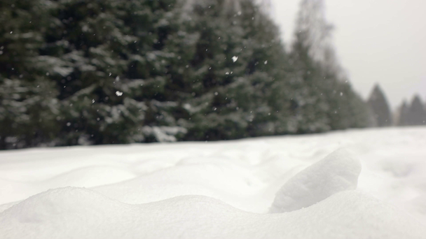 Падаючий сніг в зимовому парку з покритими снігом деревами
. - Кадри, відео