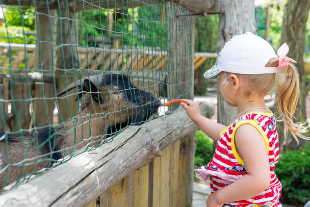 Дитина, маленька дівчинка, годує козла через залізну клітку в зоопарку. В єдності з природою
. - Фото, зображення