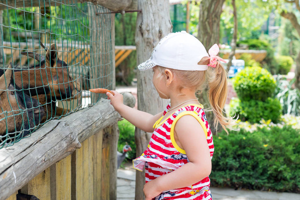 子供の頃、小さな女の子は、動物園で鉄の檻からヤギをフィードします。自然との調和. - 写真・画像
