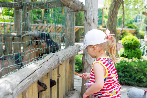 Un enfant, une petite fille, nourrit une chèvre dans une cage en fer du zoo. Dans l'unité avec la nature
. - Photo, image