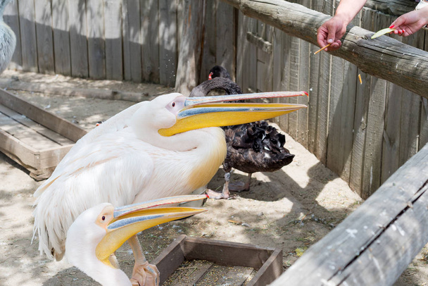 Grote witte of oostelijke witte pelikaan, roze pelikaan of witte pelikaan is een vogel in de pelikaanfamilie en broedt van Zuidoost-Europa tot Azië en in Afrika in moerassen en ondiepe meren.. - Foto, afbeelding
