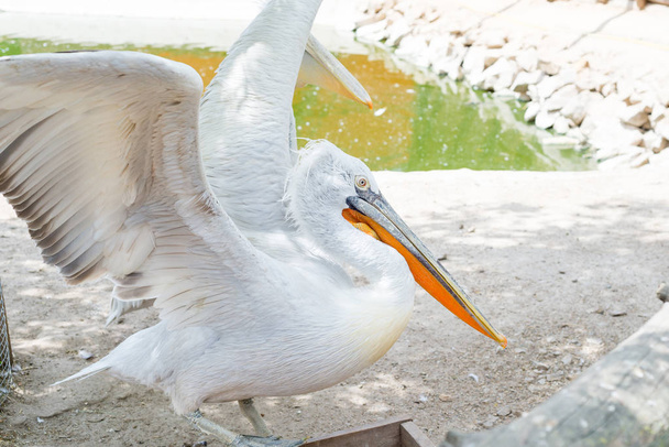 Nagy fehér vagy keleti fehér pelikán, rózsás pelikán vagy fehér pelikán egy madár a pelikán családban.Fajták Délkelet-Európából Ázsián keresztül és Afrikában mocsarak és sekély tavak. - Fotó, kép