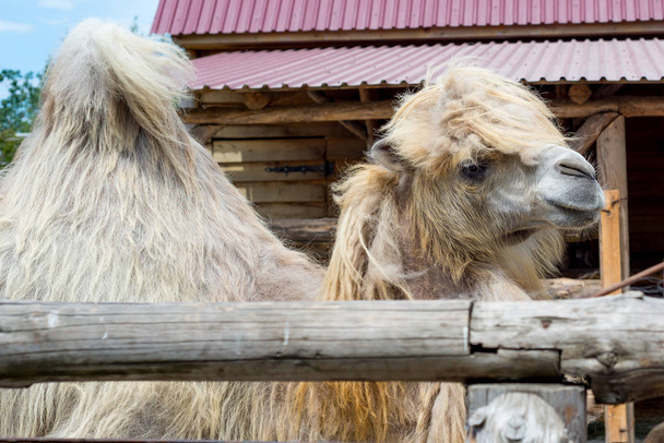 Baktrianem jedzenia, Camelus bactrianus, duże, nawet toed kopytnych macierzystego na stepach Azji Środkowej. Baktrianem ma dwa garby na plecach, w przeciwieństwie do wielbłąda jednogarbnego - Zdjęcie, obraz