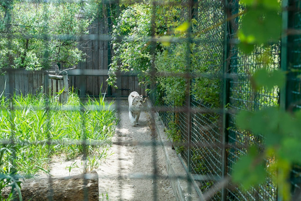 Ένα λευκό, πρύμνη τίγρη περιπάτους στο σιδερένιο κλουβί σε ζωολογικό κήπο στην αιχμαλωσία. - Φωτογραφία, εικόνα