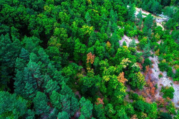 Letecký pohled na zelených borovic v lese v zemi vysokých hor - Fotografie, Obrázek