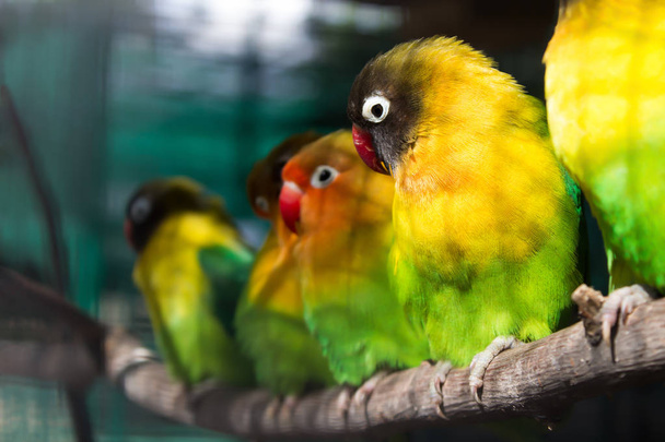 Grupa zielonych papug siedzącego na gałęzi - Zdjęcie, obraz