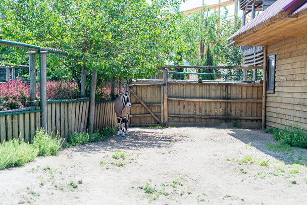 Αντιλόπη, βόδι, oryx - μια όμορφη οπληφόρων ζώων στα πρόθυρα της εξαφάνισης. Orix ζουν στο ζωολογικό κήπο. - Φωτογραφία, εικόνα