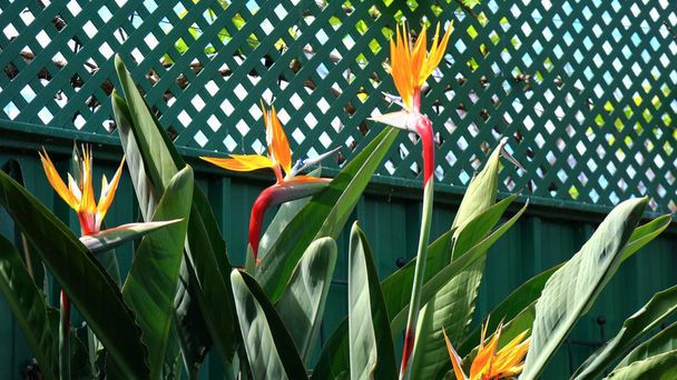 Paradijsvogel bloemen - Foto, afbeelding