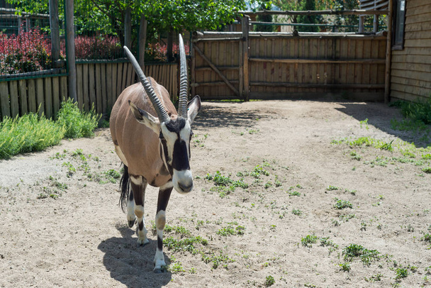Αντιλόπη, βόδι, oryx - μια όμορφη οπληφόρων ζώων στα πρόθυρα της εξαφάνισης. Orix ζουν στο ζωολογικό κήπο. - Φωτογραφία, εικόνα