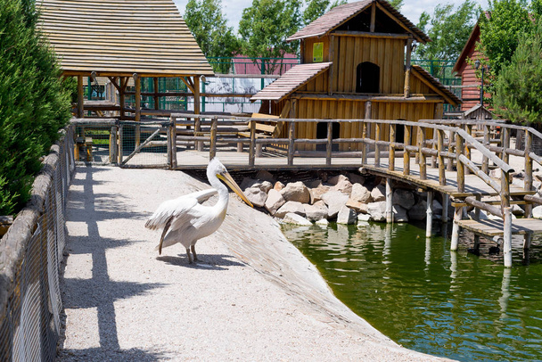 Um pelicano grande caminha ao redor do pátio do zoológico em um dia de verão
. - Foto, Imagem