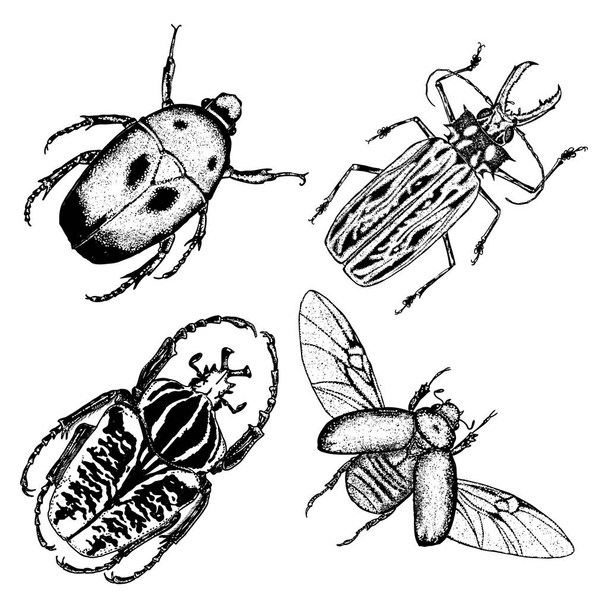 Big set of insects, bugs, flying beetles.  - Vector, afbeelding