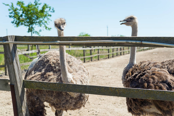 A large gray ostrich peeps out through the zoo fence. - Fotoğraf, Görsel