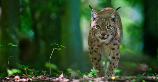 Lynx tiptoes üzerinde wanlking olduğunu - Fotoğraf, Görsel