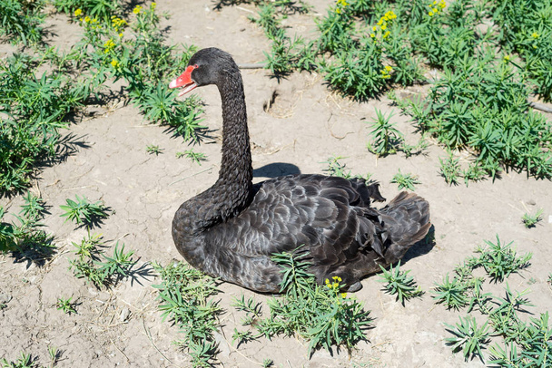 A graceful black swan is sitting on the grass. Ornithology. - Foto, imagen