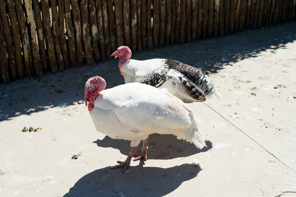 The turkeys walk around the farmyard. - Photo, Image
