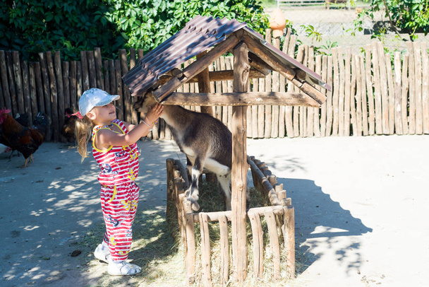Een kind, een meisje, voedt een geit op een boerderij. - Foto, afbeelding