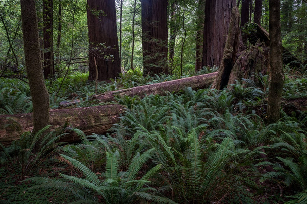 упавшее дерево ствол в лесу - Фото, изображение