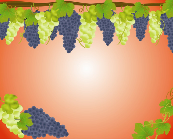 White and black grapes background - Vector, Image