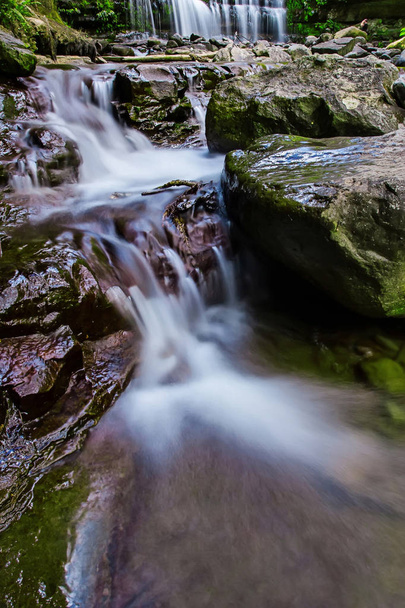 Reserva Estatal Liffey Falls en la región de Midlands de Tasmania, Australia
. - Foto, imagen
