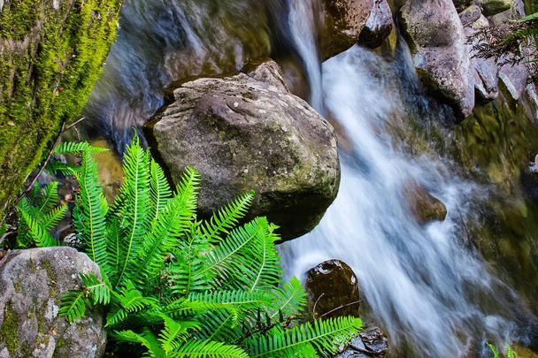 Le Liffey Falls, una serie di quattro distinte cascate a gradini sul fiume Liffey, si trovano nella regione delle Midlands in Tasmania, Australia
. - Foto, immagini