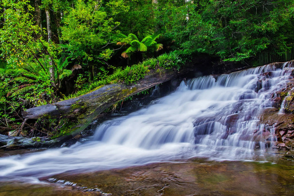 Riserva statale di Liffey Falls nella regione delle Midlands in Tasmania, Australia
. - Foto, immagini