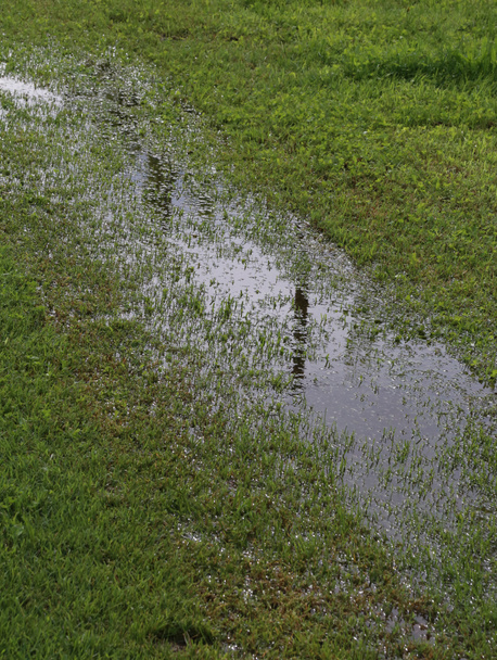 terreno umido con acqua emergente a causa delle falde acquifere superficiali
 - Foto, immagini
