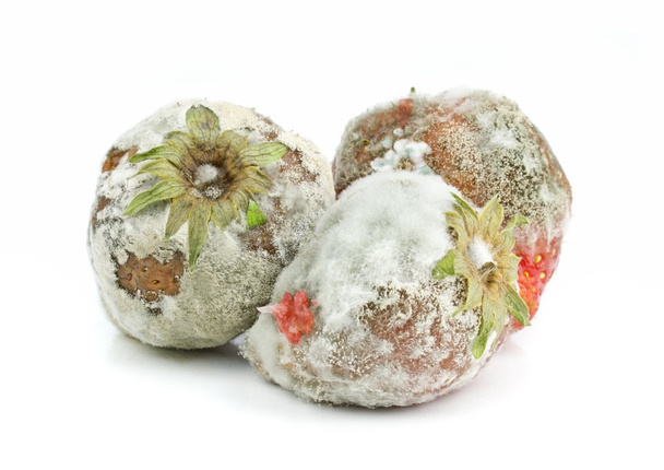 Rotten Mouldy Strawberries - Photo, Image