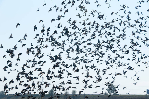 Летающая стая голубей
 - Фото, изображение