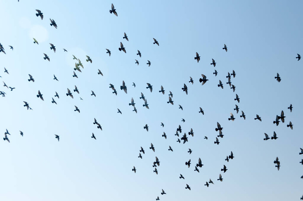 The flying flock of pigeons - Φωτογραφία, εικόνα