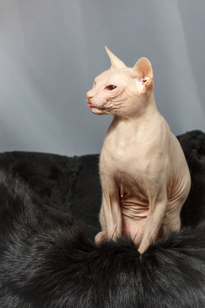 Cat of the Sphynx breed sitting on fur skin - Photo, image