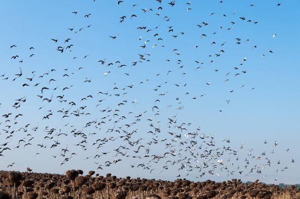 The flying flock of pigeons - Фото, изображение