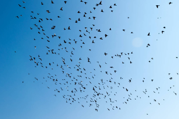 The flying flock of pigeons - Valokuva, kuva