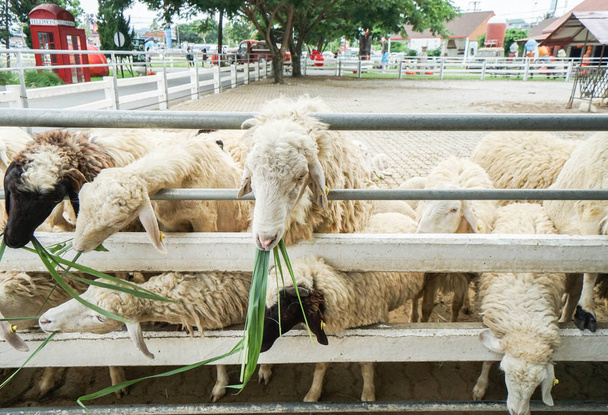 Detailní záběr ovce v přírodě farmě jíst čerstvé zelené trávy - Fotografie, Obrázek