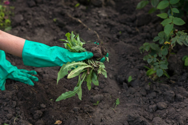 Садівництво, використовуючи рукавички
 - Фото, зображення