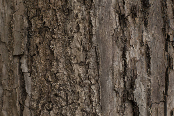 Hermosa textura de la corteza del árbol viejo
 - Foto, Imagen