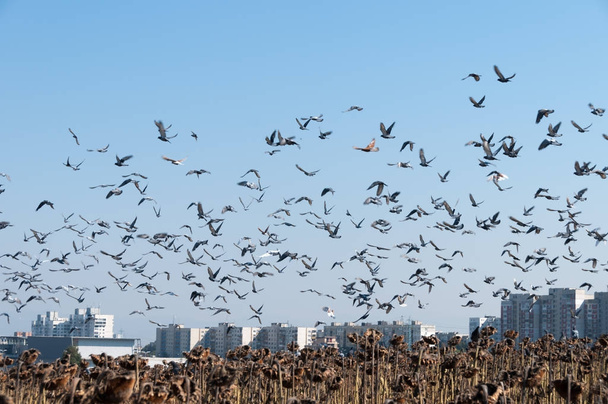 Летающая стая голубей
 - Фото, изображение