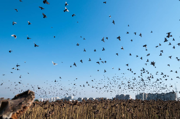 The flying flock of pigeons - Фото, изображение