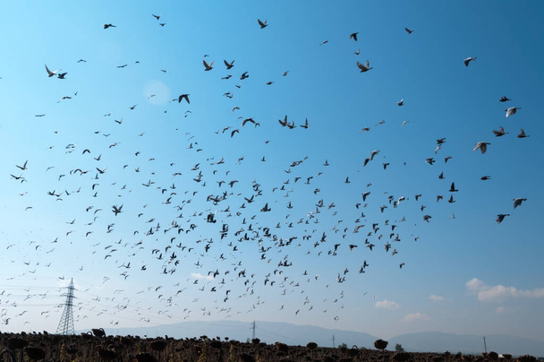 The flying flock of pigeons - Foto, Imagen
