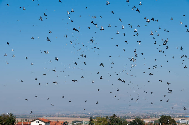 The flying flock of pigeons - Photo, image