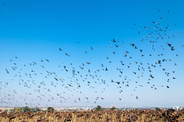 The flying flock of pigeons - Фото, зображення