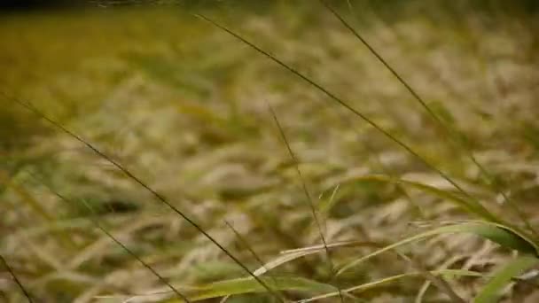 long dry grass swing in wind,shaking wilderness. - Footage, Video