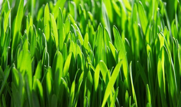 frisches grünes Gras aus nächster Nähe, selektiver Fokus - Foto, Bild