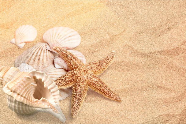 conchas do mar na areia - Foto, Imagem