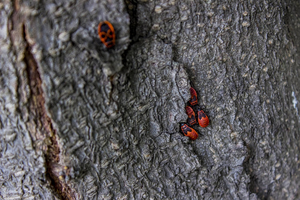 Firebugs bir ağaç kabuğu üzerinde - Fotoğraf, Görsel