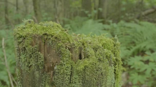 Stump in the forest. Old tree stump covered with moss. Stump green moss spruce pine coniferous tree forest park wood root bark sunlight background - Footage, Video