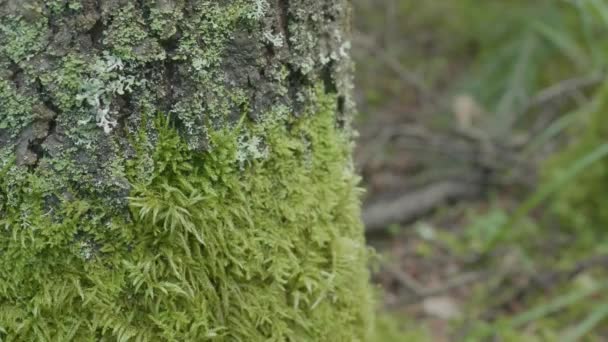 Красивый зеленый мох. Мосс растет на дереве, на прекрасном фоне мха. Лист на Моссе, осень, лес, природа, дикая природа
 - Кадры, видео