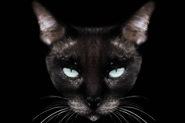 gato siamés aislado en negro
 - Foto, Imagen